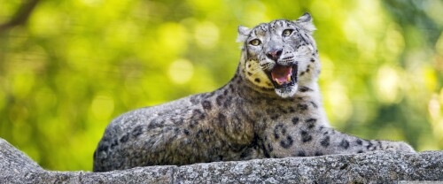 snow_leopard_wild_animal_on_the_stone-wallpaper-3840x1600efd1a673b46566e5.jpg