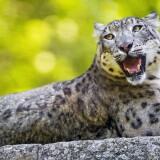 snow_leopard_wild_animal_on_the_stone-wallpaper-3840x1600efd1a673b46566e5