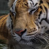 tiger_11-wallpaper-3840x16005a5a60b5a9233022