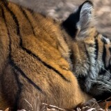 tiger_13-wallpaper-3840x1600b74f87f2831820d4