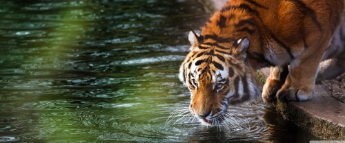 tiger_drinking-wallpaper-3840x16009b4bc468bf72d39c.jpg