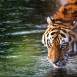 tiger_drinking-wallpaper-3840x16009b4bc468bf72d39c