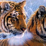 tigers_2-wallpaper-3840x1600b16fd38cfce0254f