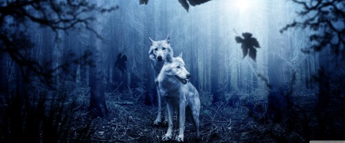 white_wolves_forest_autumn-wallpaper-3840x16003b2496e7ba075bc7.jpg