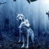 white_wolves_forest_autumn-wallpaper-3840x16003b2496e7ba075bc7