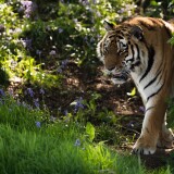 wild_tiger_animal-wallpaper-3840x1600536c8a6a5121a8c4