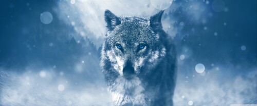 wolf_winter-wallpaper-3840x160099ef75d4017be221.jpg