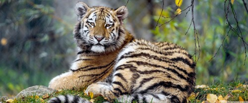 young_tiger_animal-wallpaper-3840x160045ba59b896f649fe.jpg