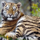 young_tiger_animal-wallpaper-3840x160045ba59b896f649fe