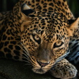 4k-leopard-wa-2160x38404d04e77a704229fc39e7b610c03f56e3