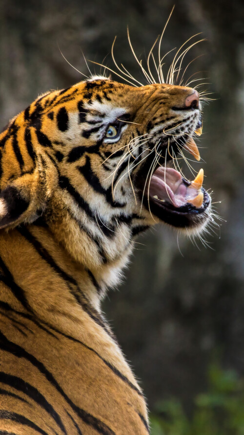 angry-tiger-1440x2560_95874-mm-9002d4e4007df290e855bc523bcf1e9bef.jpg