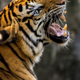 angry-tiger-1440x2560_95874-mm-9002d4e4007df290e855bc523bcf1e9bef