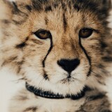 baby-cheetah-5k-ii-2160x3840fed35fdbd272ec2438a454ff0a29fa28