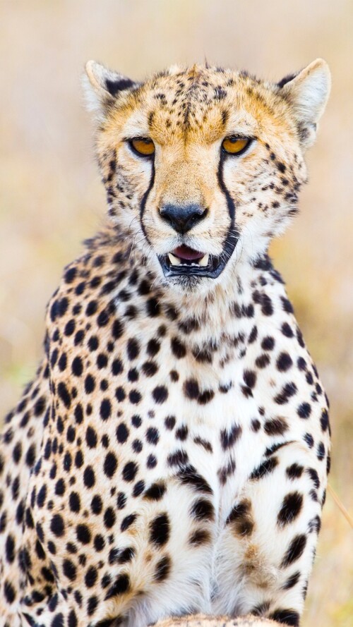 cheetah-aa-2160x38407361f2ab30ba7e9202e649950679018a.jpg