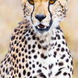 cheetah-aa-2160x38407361f2ab30ba7e9202e649950679018a