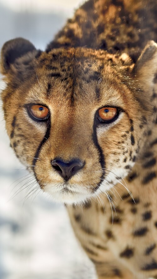 cheetah-close-up-ml-1440x2560091a1da463035f9dc7ac51377ed5414e.jpg