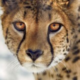 cheetah-close-up-ml-1440x2560091a1da463035f9dc7ac51377ed5414e