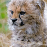 cheetah-cub-mh-2160x3840428419430eb3dc8bc86b40aa019fdc2c