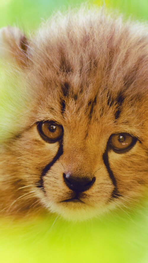 cheetah-cute-cub-4k-sp-2160x38406cdcaaeefa98c3505b32056857facb36.jpg