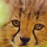 cheetah-cute-cub-4k-sp-2160x38406cdcaaeefa98c3505b32056857facb36