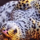 cheetah-in-playful-mood-2160x38408f627cf0624e37f59397acd3775d6521