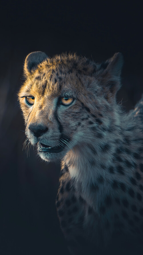 cheetah-portrait-gv-1440x25601b6c8e6ec11ab2980d429d90f231a7e7.jpg