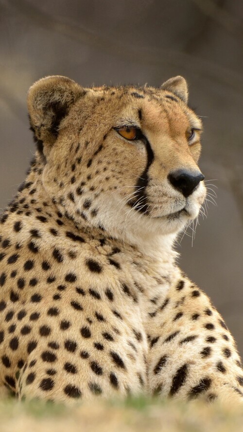 cheetah-predator-animal-sf-2160x3840274c5f61536063ec34434fa25136eee0.jpg