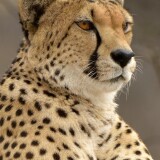 cheetah-predator-animal-sf-2160x3840274c5f61536063ec34434fa25136eee0