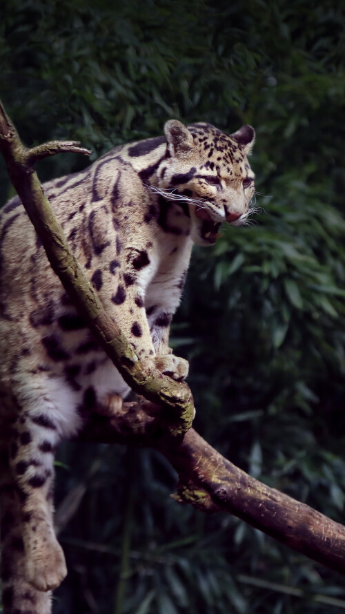 clouded-leopard-yawning-5k-18-2160x3840a031573521d4a5fafe30e3e2cdf16320.jpg