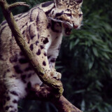 clouded-leopard-yawning-5k-18-2160x3840a031573521d4a5fafe30e3e2cdf16320