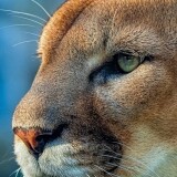 cougar-4k-mn-2160x38407324302f4551d68f62bf3d9c05196ea3