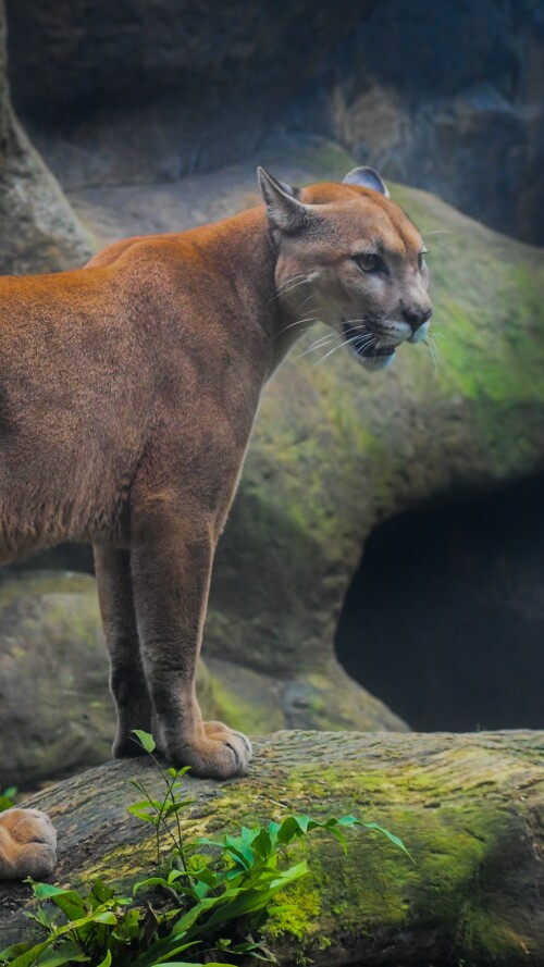 cougar-5k-dm-2160x3840379d64520ea33466a549555a17c9914d.jpg