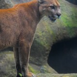 cougar-5k-dm-2160x3840379d64520ea33466a549555a17c9914d