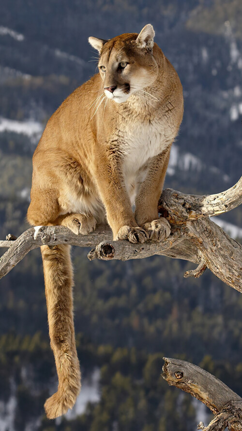 cougar on a branch 4k ie 2160x38409628b8419869c10c