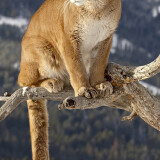 cougar-on-a-branch-4k-ie-2160x38409628b8419869c10cbefdd07cf5ee88cd