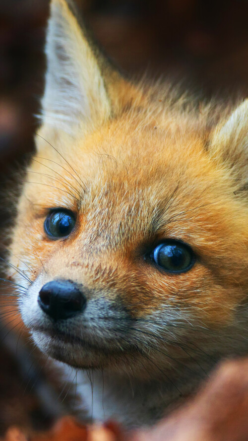 cute-fox-cub-pz-2160x3840cd23bb5d236b18847b5a1c3032d0f74f.jpg