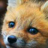 cute-fox-cub-pz-2160x3840cd23bb5d236b18847b5a1c3032d0f74f