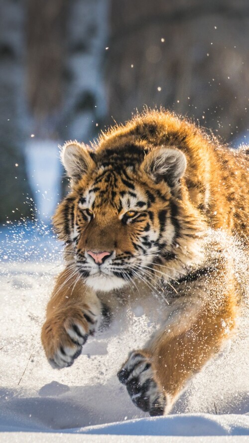 cute-tiger-cub-running-oq-2160x3840dd36ae585c4f57ce24fdb8e5342642f7.jpg