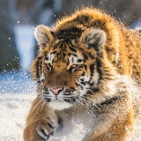 cute-tiger-cub-running-oq-2160x3840dd36ae585c4f57ce24fdb8e5342642f7