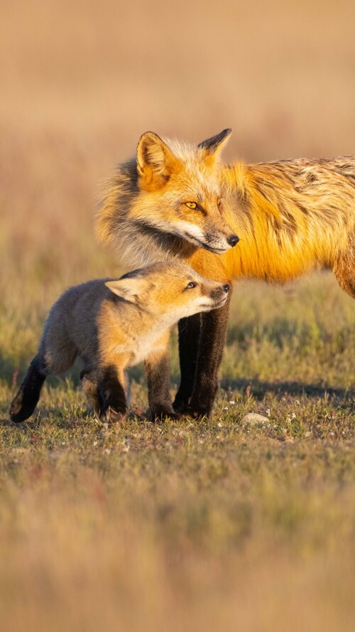 father-and-daughter-fox-5k-qq-2160x38403771ad9bf5f5694bc42d69cd6de40d61.jpg