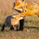 father-and-daughter-fox-5k-qq-2160x38403771ad9bf5f5694bc42d69cd6de40d61