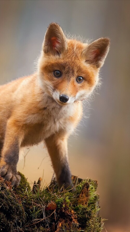 fox-cub-baby-animal-cute-hd-tm-2160x38404265751444dd8bcab0715499a712114d.jpg