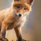 fox-cub-baby-animal-cute-hd-tm-2160x38404265751444dd8bcab0715499a712114d