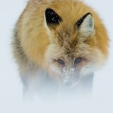 fox-in-winter-y9-2160x3840539e00bbaaf341522054121faff9eac0