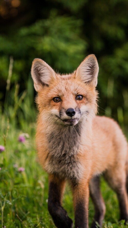 fox-looking-towards-camera-5k-ei-2160x38407c520ba6b333933e70e027f1c5c0ddc0.jpg