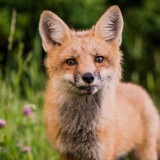 fox-looking-towards-camera-5k-ei-2160x38407c520ba6b333933e70e027f1c5c0ddc0