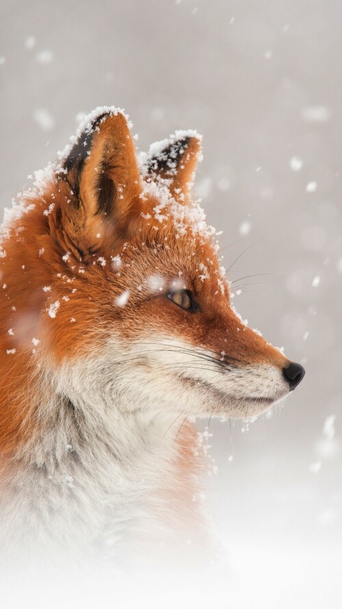 fox-snow-qi-2160x3840b9d47cd9597303dc64acb1f4f38aca60.jpg