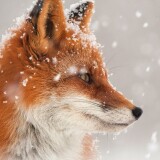 fox-snow-qi-2160x3840b9d47cd9597303dc64acb1f4f38aca60