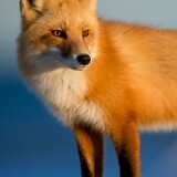 fox-wild-4k-e0-2160x3840b1350c71a867750741d52edff7ea6d97