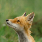 fox-wild-field-5k-l6-2160x3840a20e698d4e4f5a08ab277da34c437fe3